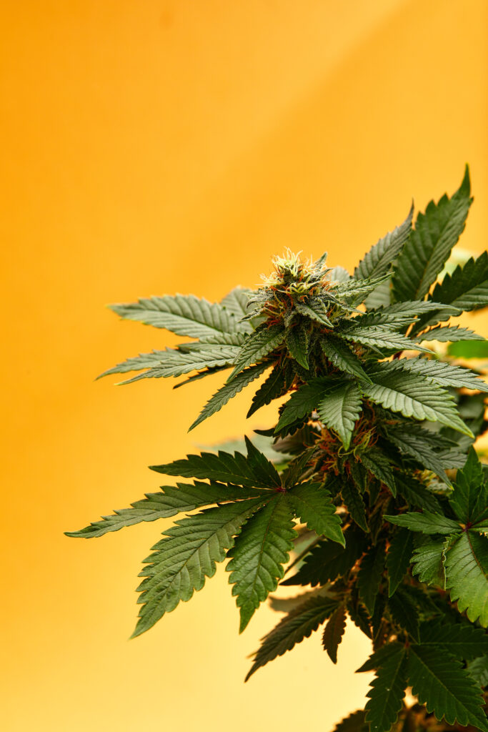 Flowering cannabis plant with trichome-covered bud at High Altitude Exotics, Farmington NM dispensary